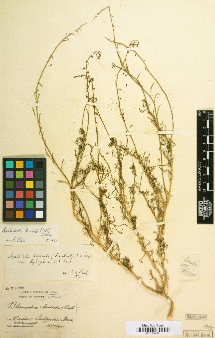 spécimen de Arabidella trisecta